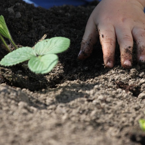 Sachbuch "Vom Krauter zum Gärtner"